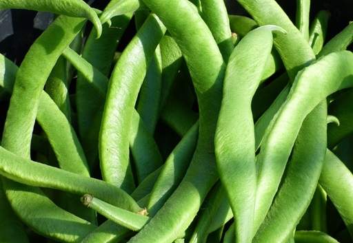 Runner beans harvest